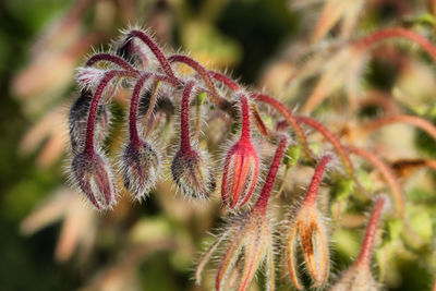 Ripening borage flower buds with hairy needles.