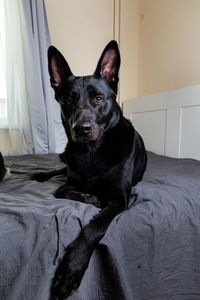 Portrait of dog relaxing on bed at home
