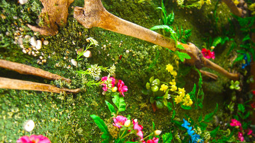 Close-up of flowers growing on tree