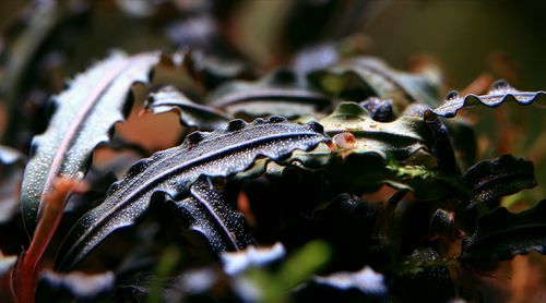 Close-up of butterfly on plant