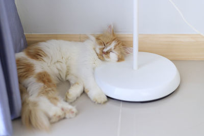 High angle view of cat sleeping on floor