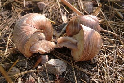 Close-up of mushrooms