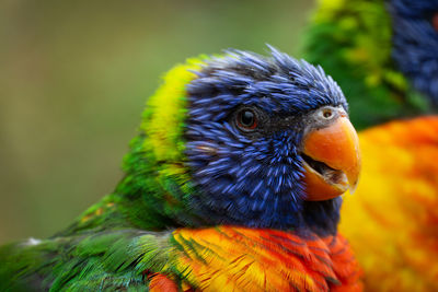 Close-up of parrot