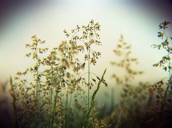 Close-up of flowers growing in field