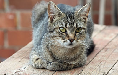 Portrait of cat sitting on table