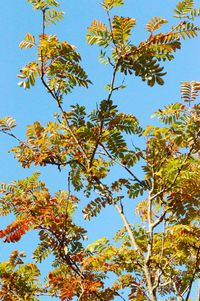 Low angle view of tree against blue sky