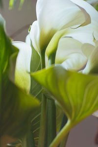 Close-up of white flowering plant