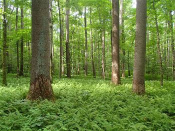 Trees growing in forest
