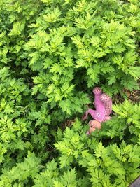 Close-up high angle view of green plants