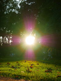 Sun shining through trees in forest