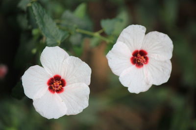 Close-up of white hibiscus blooming outdoors