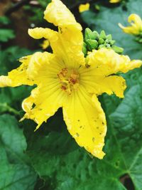 Close-up of yellow flower