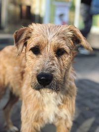 Close-up portrait of dog outdoors