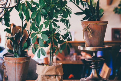 Close-up of potted plants