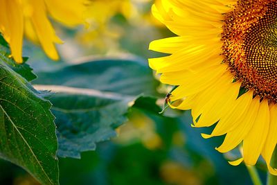 Close-up of sunflower