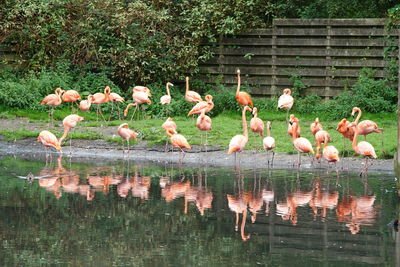 Flock of birds on the lake