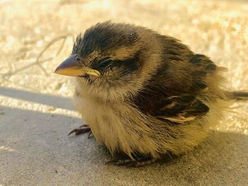 Close-up of a bird