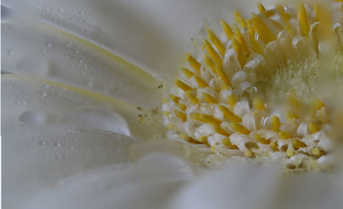 Close-up of white flower