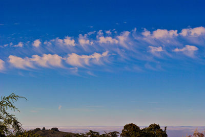 Low angle view of trees against sky during sunset
