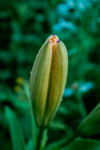 Close-up of flowering plant