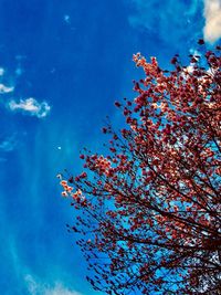 Low angle view of flowering tree against blue sky