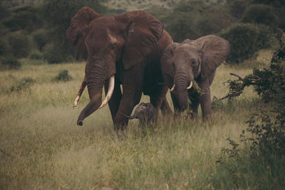 Elephants on field in forest