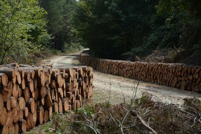 Stack of logs against trees