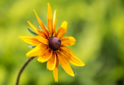Close-up of yellow flower blooming outdoors