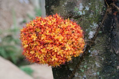 Close-up of orange flowers