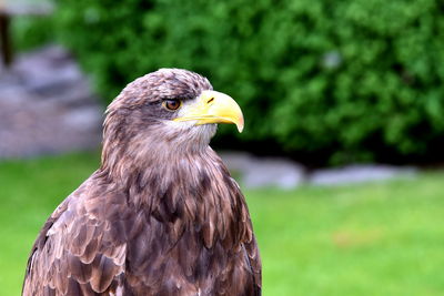 Close-up of eagle