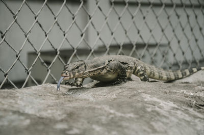 Close-up of monitor lizard by chainlink fence at zoo