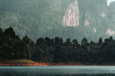 Scenic view of lake against trees in forest