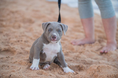 Low section of dog on sand