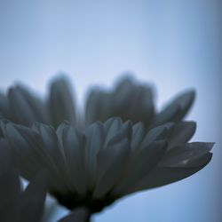 Close-up of flowers against blurred background