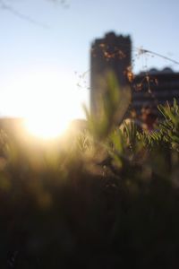 Close-up of flowers against sunset