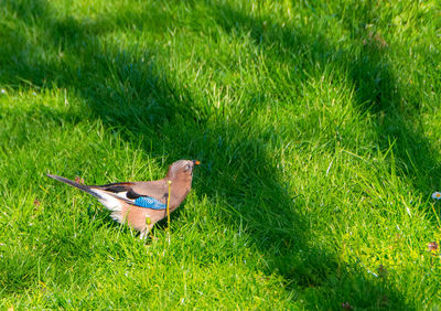 High angle view of bird perching on grass