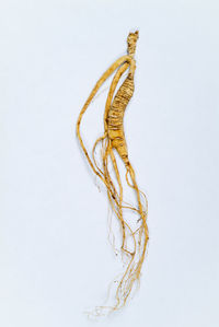 Close-up of rope on white background