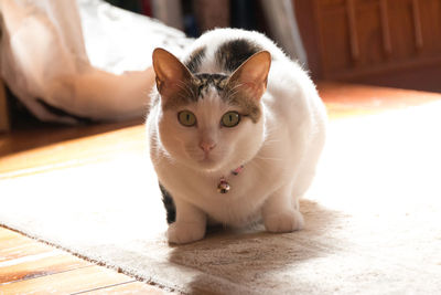 Close-up portrait of cat on floor at home