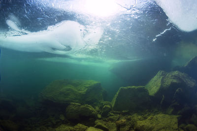 View of sea and fish swimming