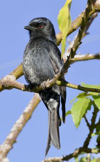 Low angle view of bird perching on branch against sky