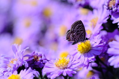 Close-up of butterfly pollinating on purple flower