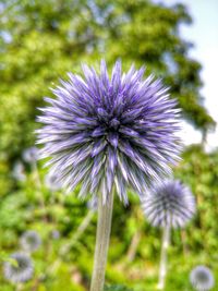 Close-up of purple thistle flower