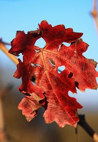 Close-up of red maple leaf against clear sky