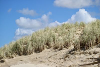 Plants growing on land against sky