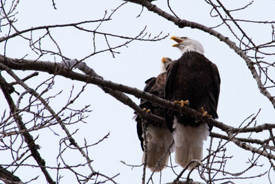 Low angle view of bald eagle perching on bare tree against clear sky