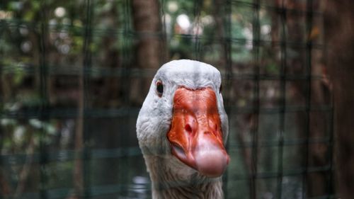 Close-up of bird in zoo