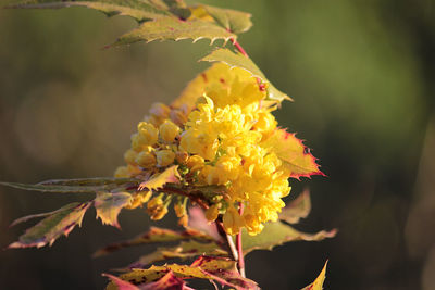 Close-up of yellow flowering plant
