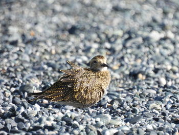 Close-up of bird