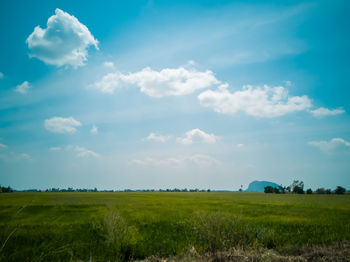 Scenic view of paddy field against sky in malaysia.