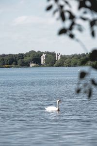 Swan swimming in lake